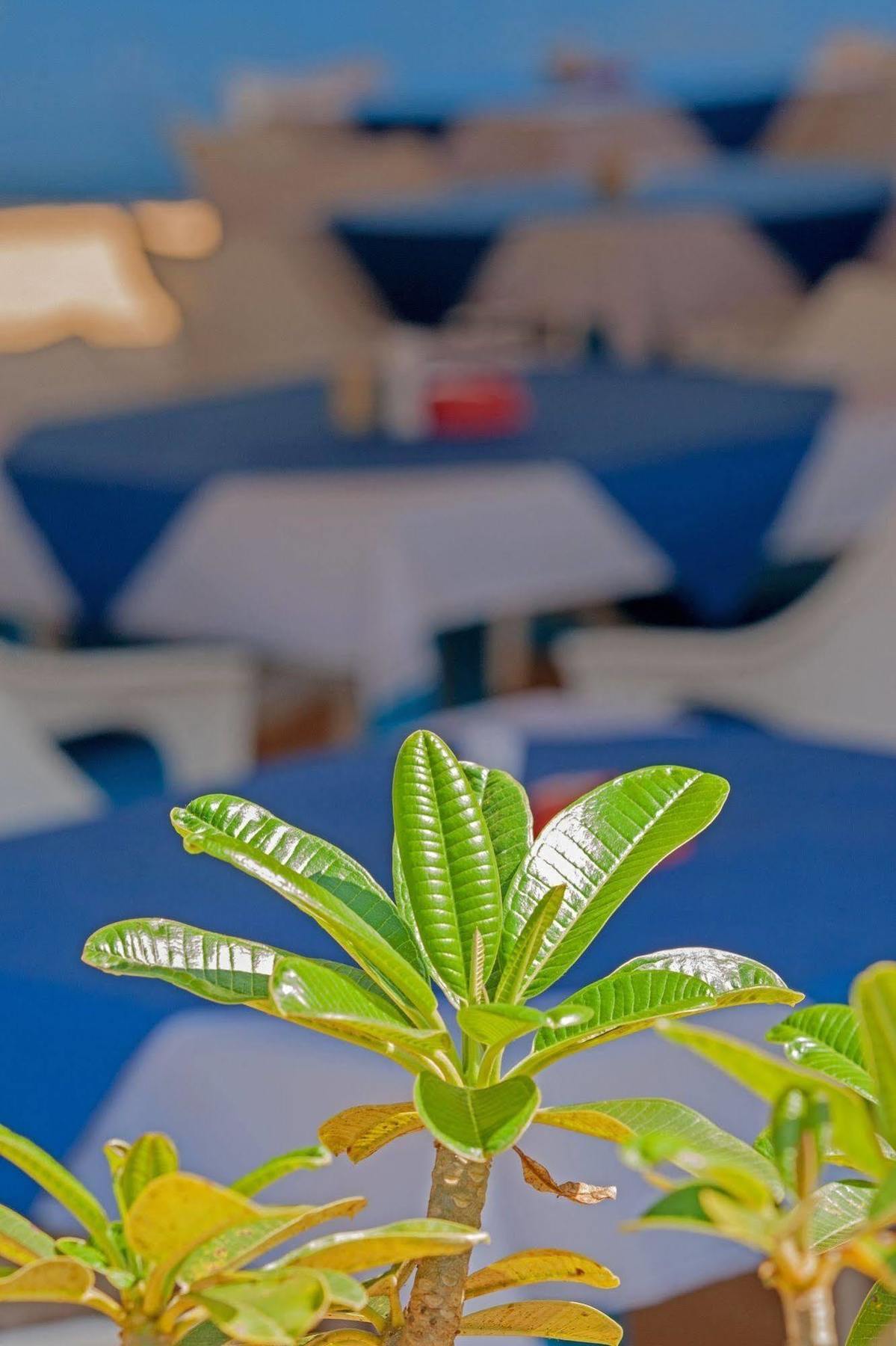 Cuba Agonda Bed & Breakfast Ngoại thất bức ảnh